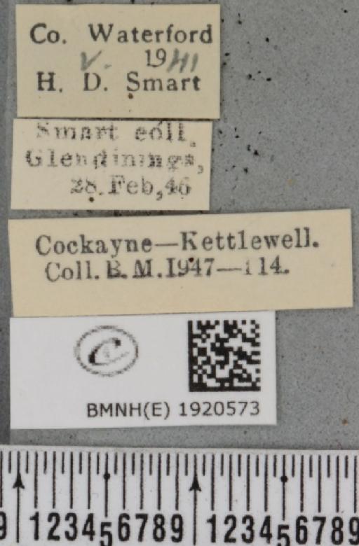 Ematurga atomaria (Linnaeus, 1758) - BMNHE_1920573_label_486449
