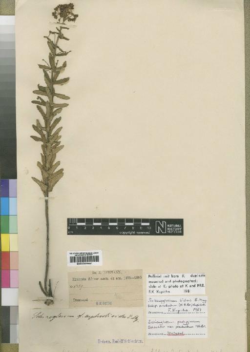 Schizoglossum bidens subsp. productum (N.E.Br.) Kupicha - BM000925947