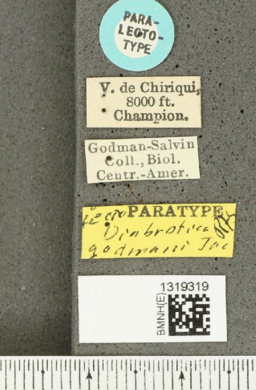 Diabrotica godmani Jacoby, 1887 - BMNHE_1319319_label_20285