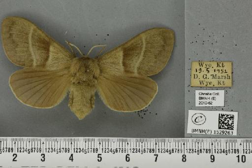 Macrothylacia rubi (Linnaeus, 1758) - BMNHE_1529263_196711