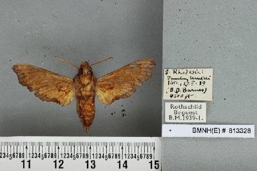 Temnora pylas Cramer, 1779 - BMNH(E) 813328 Temnora pylas exilis Kernbach ventral and labels