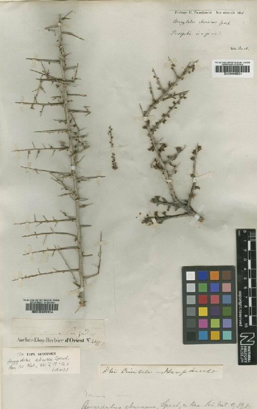 Prunus eburnea (Spach) Schneid - BM000622004