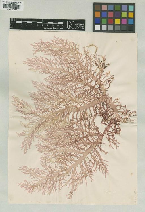 Gloiocladia australe (J.Agardh) R.E.Norris - BM000771310