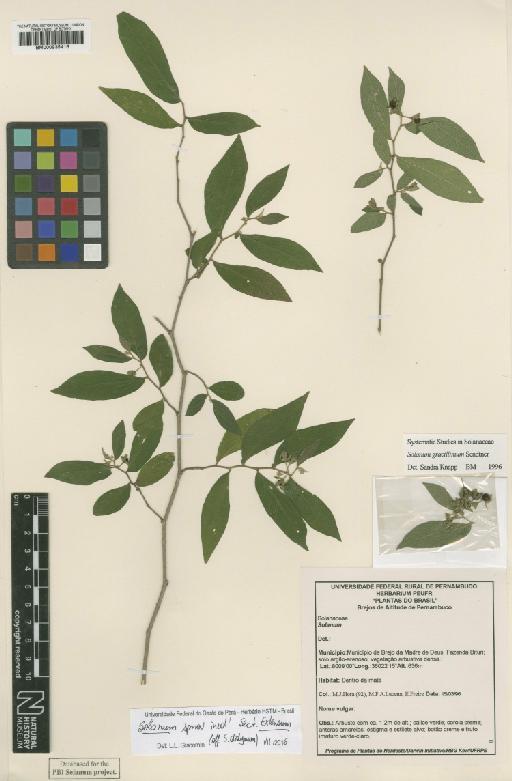 Solanum gracillimum Sendtn. - 000935416