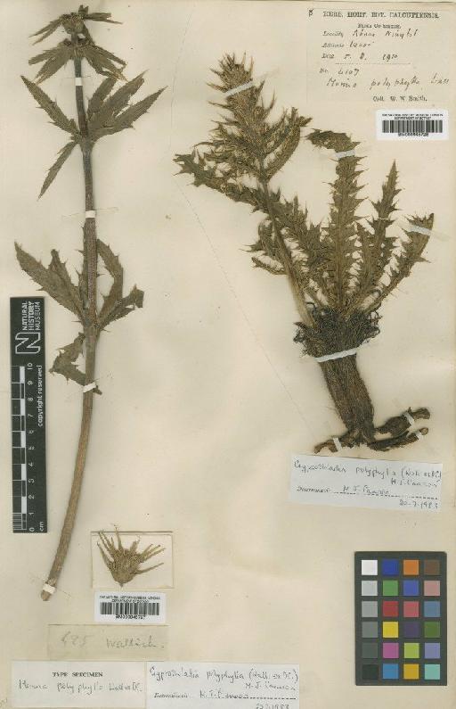 Cryptothladia polyphylla (Wall. ex DC.) M.J.Cannon - BM000945728