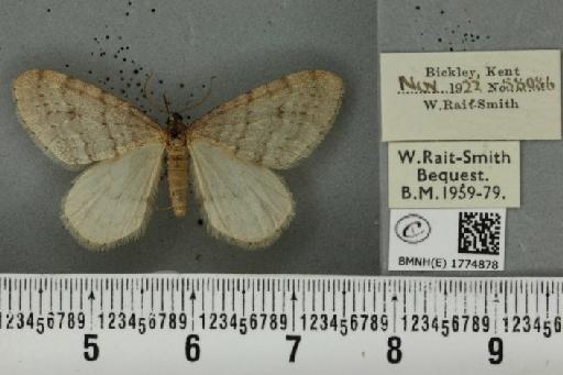 Operophtera fagata ab. isaaki Isaak, 1930 - BMNHE_1774878_355583