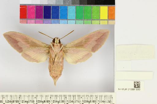 Hyles siehei (Püngeler, 1903) - NHMUK010891530_Hyles_siehei_ventral_and_labels.JPG