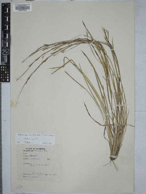 Flowering plant - 000759095