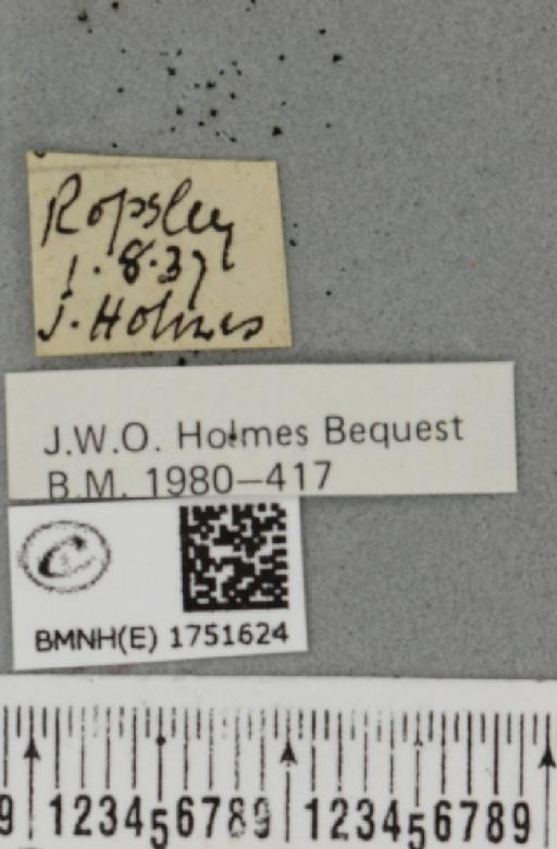 Hydriomena furcata (Thunberg, 1784) - BMNHE_1751624_label_328542
