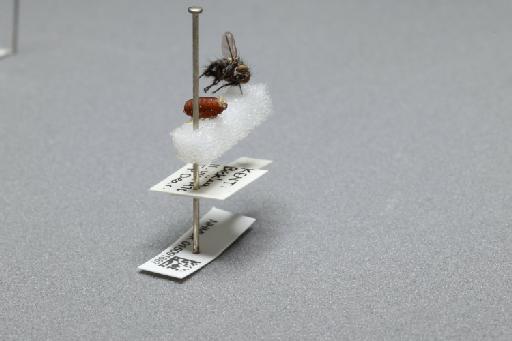 Sarcophaga (Myorhina) nigriventris Meigen, 1826 - 015091667_additional_1