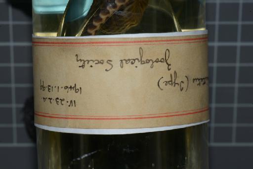 Helicops trivittatus Gray, 1849 - Image of specimen 1946.1.13.99