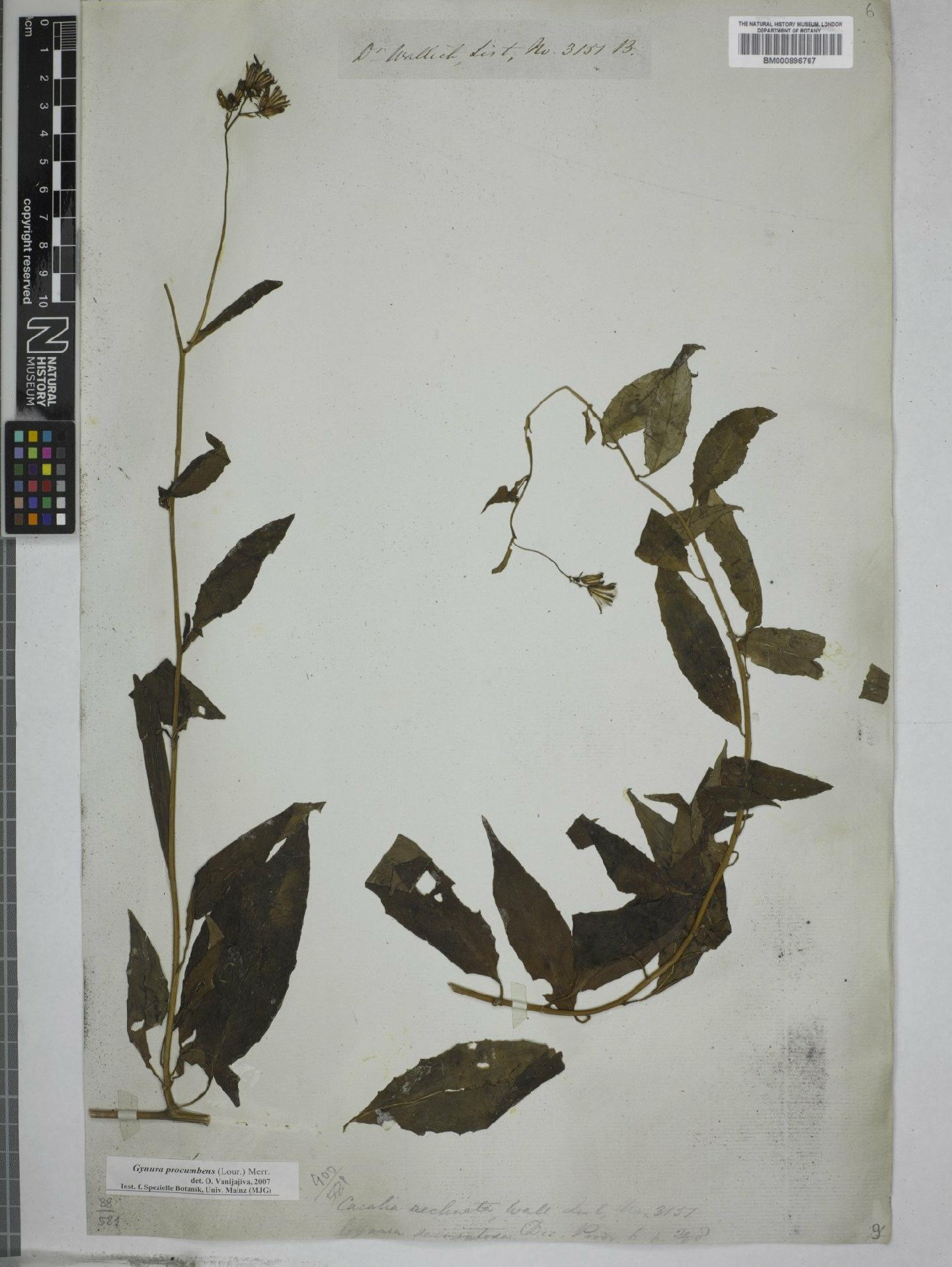 To NHMUK collection (Gynura procumbens (Lour.) Merr.; NHMUK:ecatalogue:4667366)