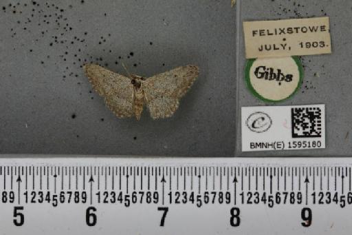 Idaea seriata (Schrank, 1802) - BMNHE_1595180_262520