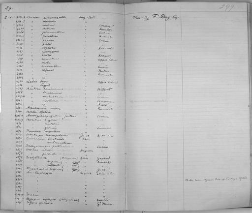 Schizothorax irregularis Day, 1877 - Zoology Accessions Register: Reptiles & Fishes: 1878 - 1892: page 299