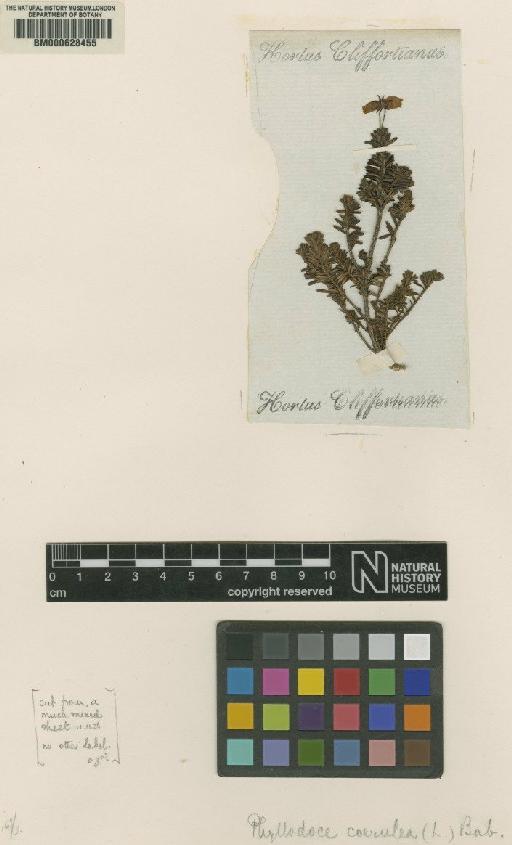 Phyllodoce caerulea (L.) Bab. - BM000628455