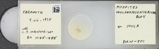 Myopites inulaedyssentericae Blot, 1827 - BMNHE_1444948_58862