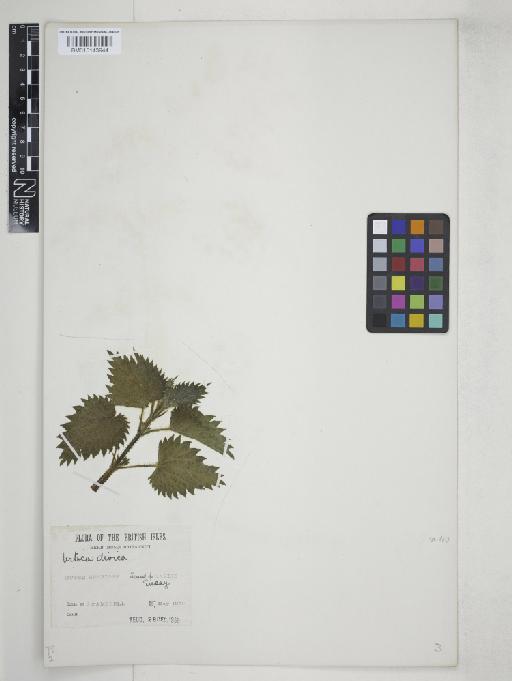 Urtica dioica L. - 015143944