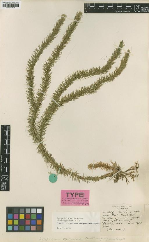 Lycopodium squarrosum f. hippurioides Alderw. - BM001038059