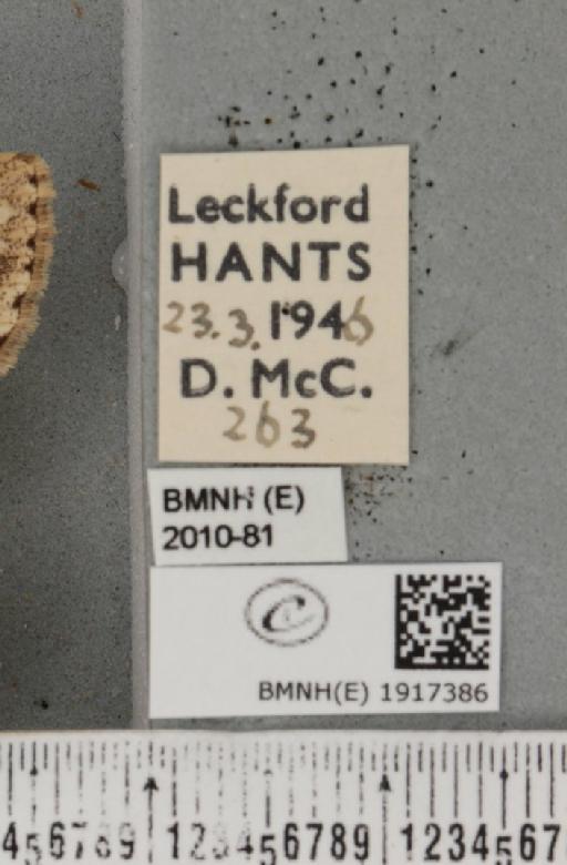 Ectropis crepuscularia (Denis & Schiffermüller, 1775) - BMNHE_1917386_label_481028