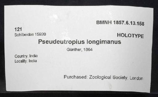 Pseudeutropius longimanus Günther, 1864 - 1857.6.13.158; Pseudeutropius longimanus ; image of jar label; ACSI project image