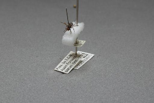 Herina frondescentiae (Linnaeus, 1758) - 015046475_additional_3