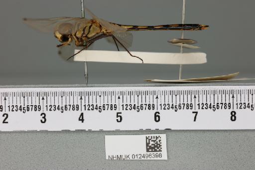 Trithemis pallidinervis (Kirby, 1889) - 012496398_reverse