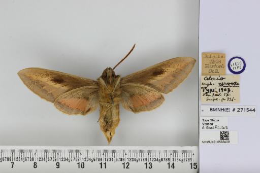 Celerio euphorbiae nervosa Rothschild & Jordan, 1903 - NHMUK_010588498_Celerio_euphorbiae_nervosa_R&J_LT_ventral_and_labels.JPG