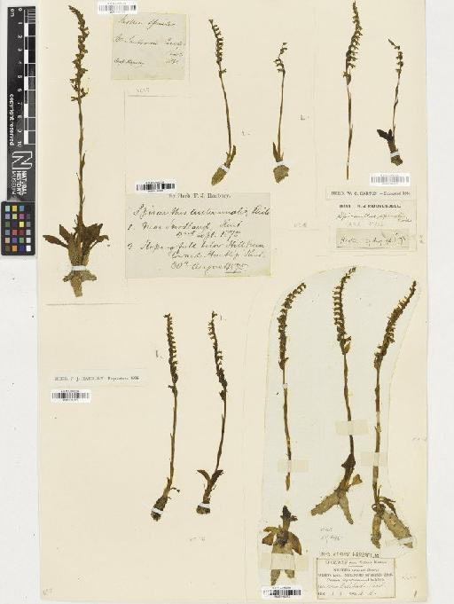 Spiranthes spiralis (L.) Chevall. - BM001164368