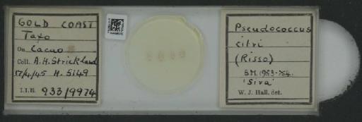 Planococcus citri Risso, 1813 - 010139784_117588_1101300