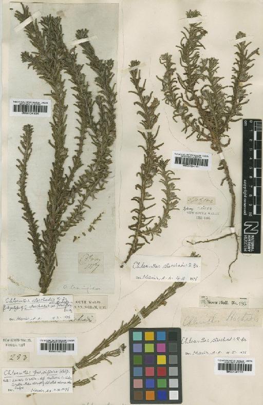 Chloanthes stoechadis var. parviflora Benth. - BM001041101