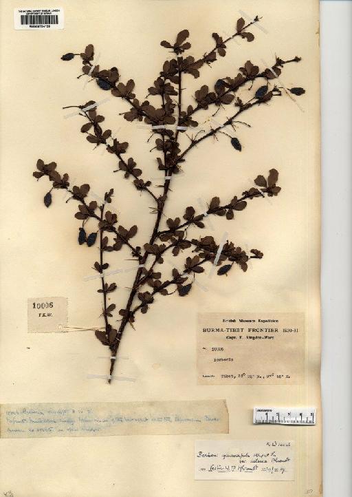 Berberis macrosepala var. deleica Ahrendt - BM000794126