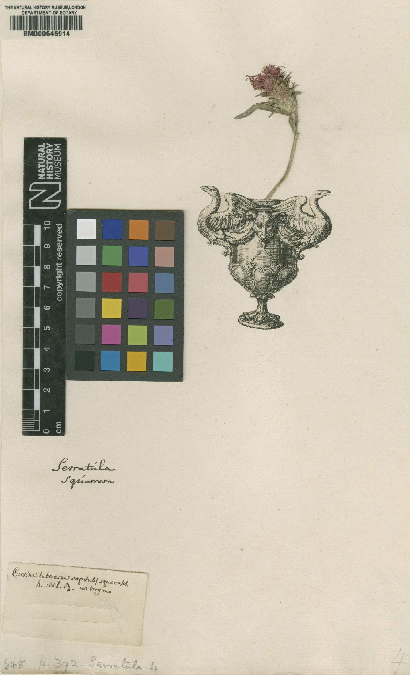 To NHMUK collection (Serratula squarrosa L.; Original material; NHMUK:ecatalogue:4703526)