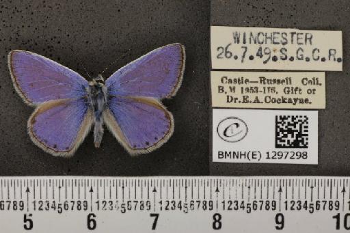 Polyommatus icarus icarus ab. dorylas Jermyn, 1827 - BMNHE_1297298_147722