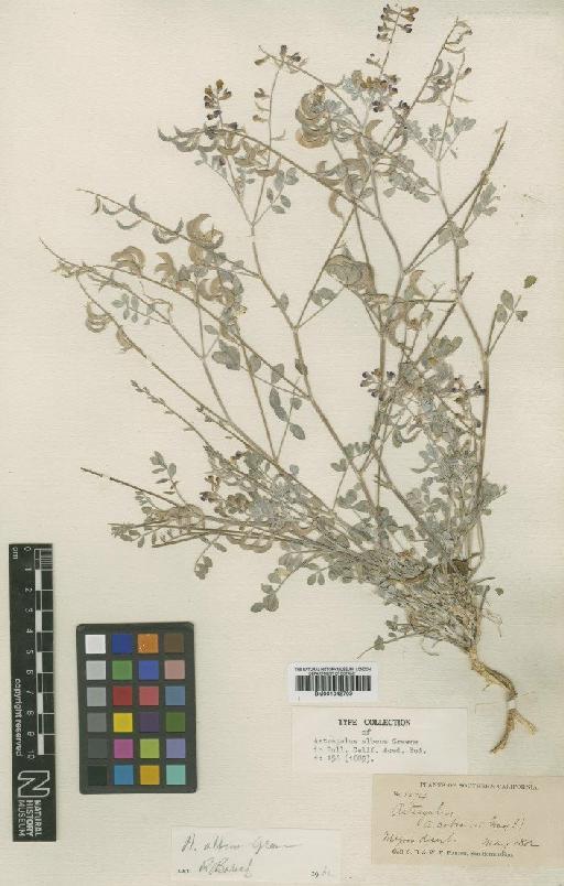 Astragalus albens Greene - BM001042709