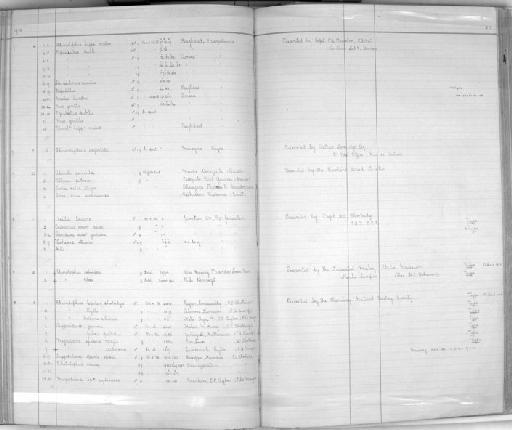 Asellia tridens - Zoology Accessions Register: Mammals: 1911 - 1920: page 211