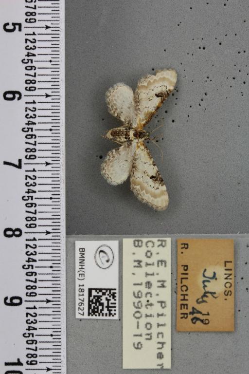 Eupithecia centaureata (Denis & Schiffermüller, 1775) - BMNHE_1817627_388355