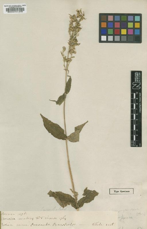 Silene ovata Pursh - BM000593722