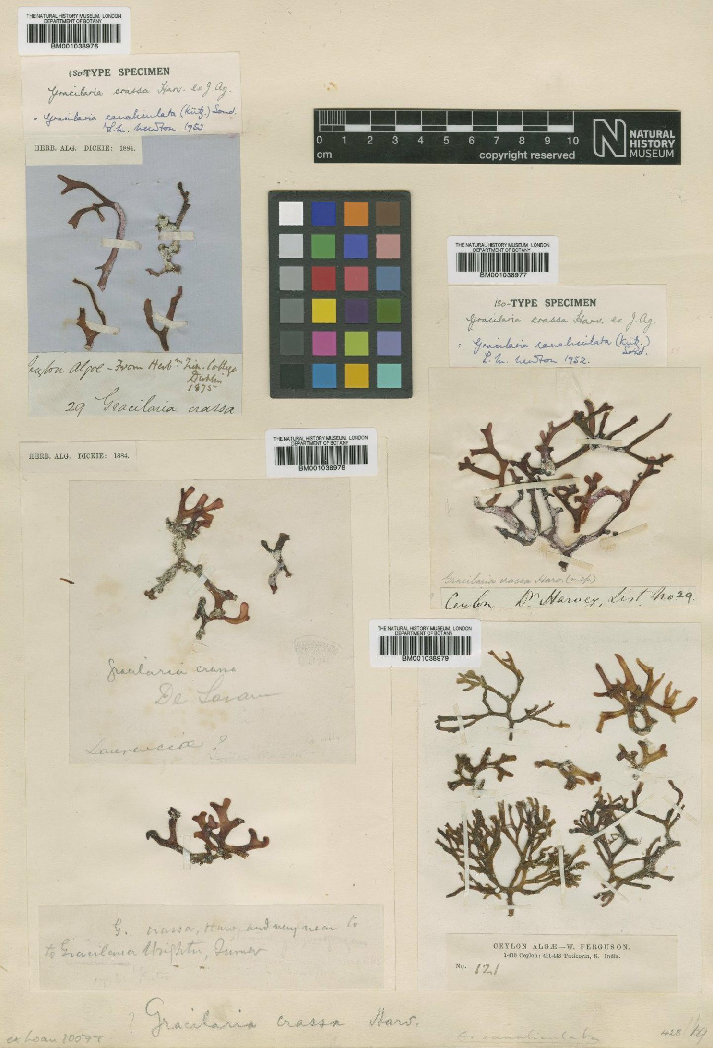 To NHMUK collection (Gracilaria canaliculata Sond.; Isotype; NHMUK:ecatalogue:693506)