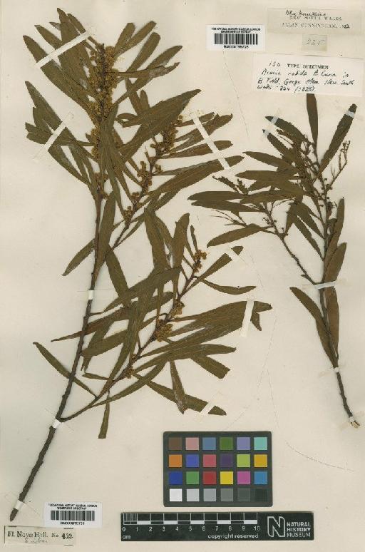 Acacia rubida A.Cunn. - BM000796725