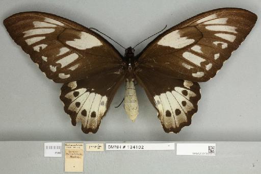 Ornithoptera priamus poseidon Doubleday, 1847 - 013603970__