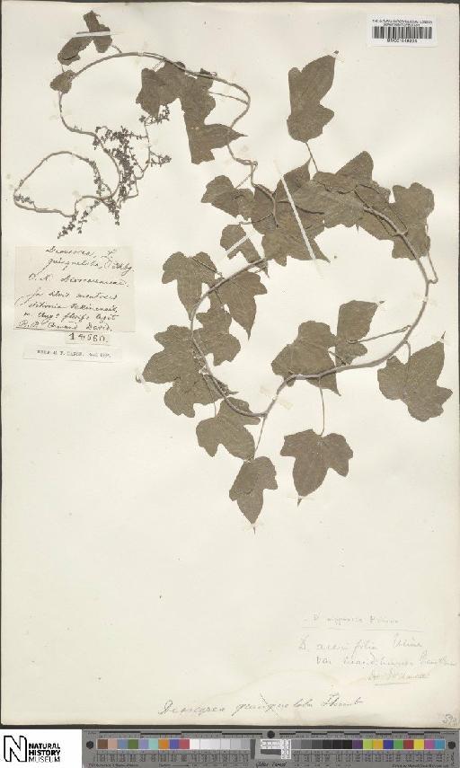 Dioscorea nipponica Makino - BM001049204