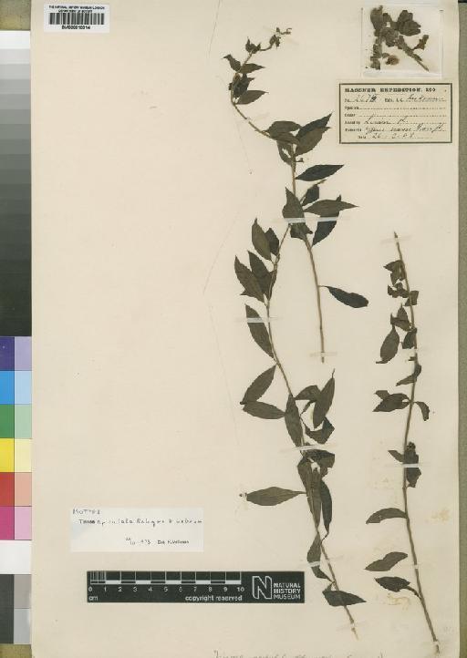 Tinnea apiculata Robyns & Lebrun - BM000910314