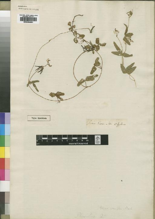 Vigna gracilis (Guill. & Perr.) Hook.f. - BM000842651