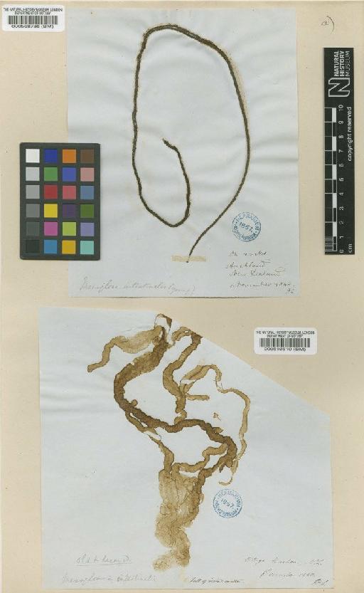 Myriogloea intestinalis (Harvey) Lindauer, V.J.Chapm. & S.G.Aiken - BM000519510