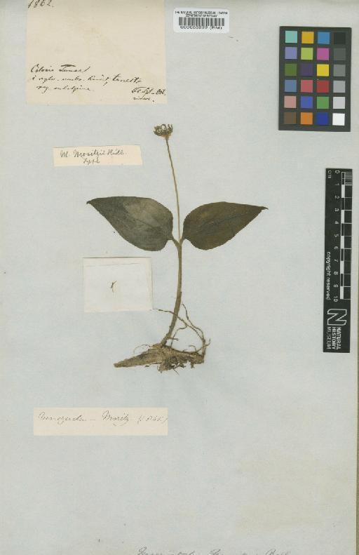 Malaxis moritzii (Ridl.) Kuntze - BM000088222