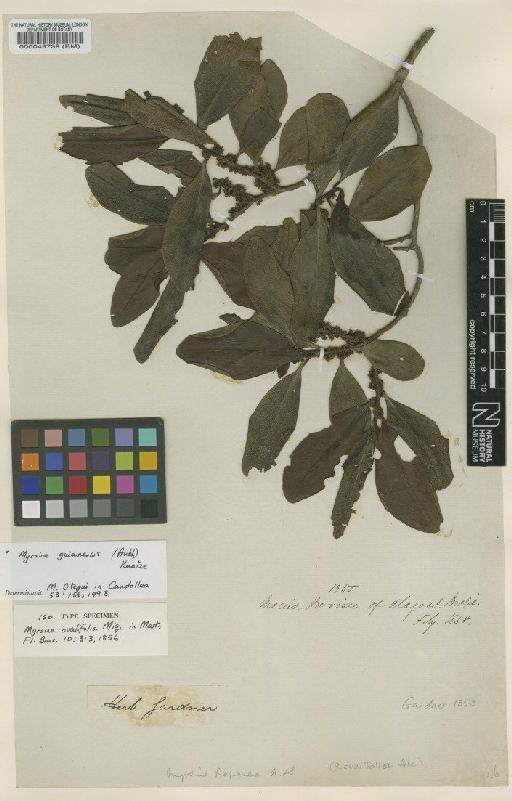 Myrsine guianensis (Aubl.) Kuntze - BM000049739