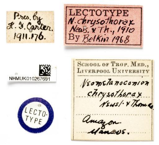 Culex chrysothorax Newstead & H.W.Howard, 1910 - NHMUK010267691 labels 1