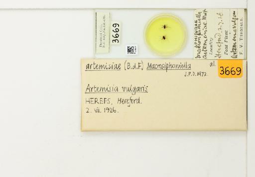 Macrosiphoniella artemisiae Fonscolombe, 1841 - 014826086_113013_1094715_835815_NoStatus