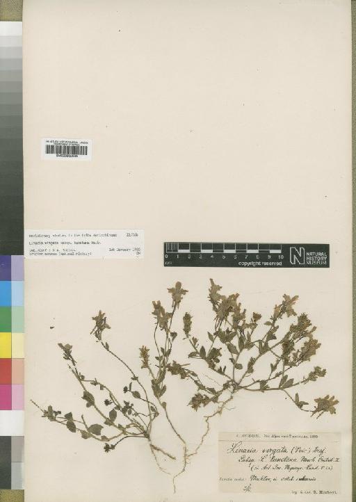 Linaria virgata subsp. tunetana Murb - BM000930566