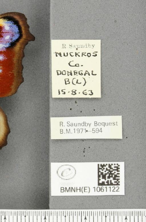 Aglais io (Linnaeus, 1758) - BMNHE_1061122_label_21627